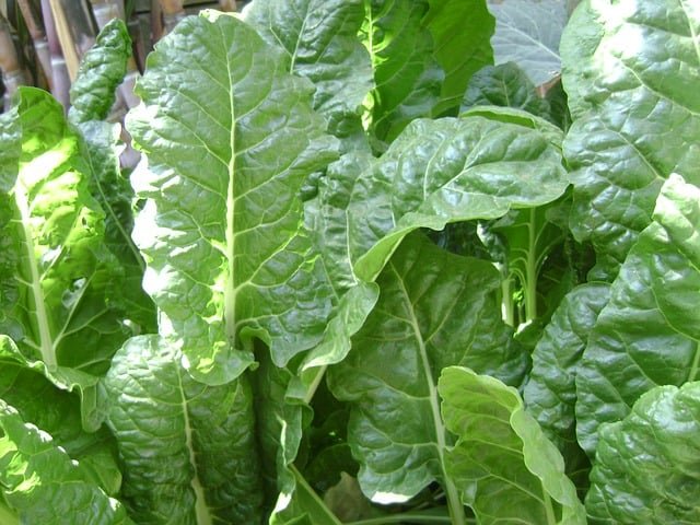 spinach to Increase the level of Haemoglobin 