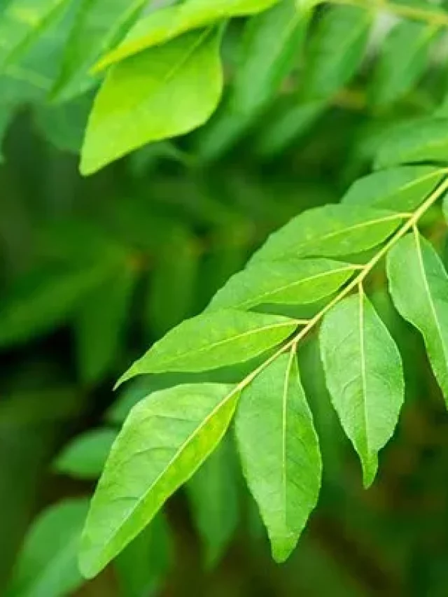 Winter Secret Remedy - The Miracle Leaves for Beating Cold & Cough